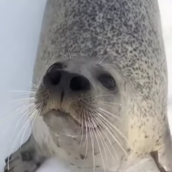 Meet your Posher, Alicia - Picture 1 of 2